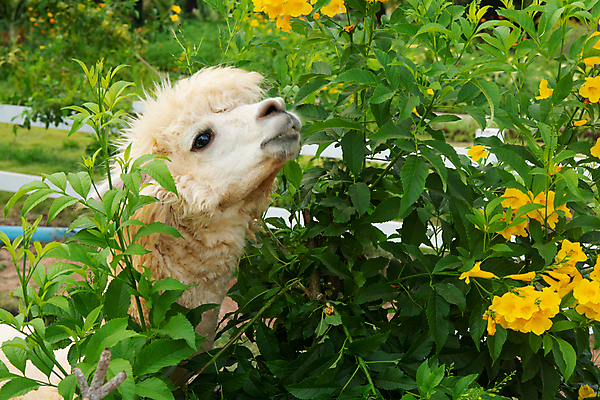 포토 JPG 해외이미지 동물 얼굴 음료 야생동물 잎 포유류 자연 엄마 털 동물원 서기 안전 풍경 사람없음 야외 초록색 반려동물 농장 머리 평화 흰색 먹기 부드러움 멸종 젖 양모 라마 밭일 알파카 양털 페루 해외포토 식물 컬러 컨셉 농업 가족 모션 신체부위 직물 감각 남아메리카 생태계 파일형식 이미지허브