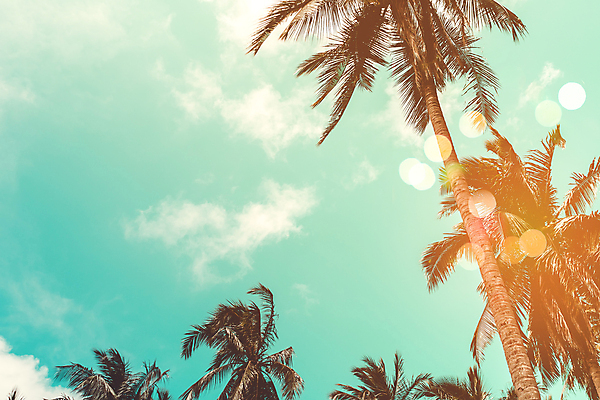 포토 JPG 해외이미지 주간 구름 하늘 사람없음 야외 여름 야자수 여름풍경 빛망울 해외포토 자연요소 나무 계절 풍경 빛 파일형식 여름_계절 이미지허브