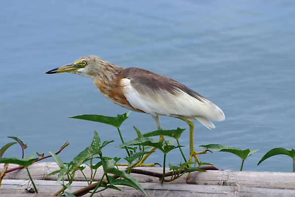 포토 JPG 해외이미지 동물 여자 아시아 얼굴 바다 백그라운드 태국 자연 조류 동양인 사람없음 야외 초록색 컬러풀 환경 연못 닫기 숲 왜가리 깃털 부리 육식동물 상록수 경보 논밭 민물 생태학 해외포토 교육 나라 컬러 밭 모션 논 사람 인종 신체부위 생태계 파일형식 이미지허브