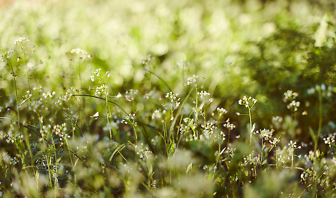 포토 JPG 해외이미지 꽃 컨셉 밭 자연 벽지 잔디 사람없음 장식 초록색 빛 환경 활발 성장 신선 칼날 보호 이슬 보케 정중 해외포토 식물 컬러 농업 생태계 파일형식 이미지허브