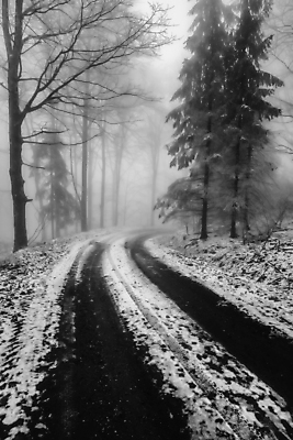 포토 JPG 해외이미지 나무 계절 도로 길 백그라운드 겨울 자국 자연 날씨 풍경 사람없음 야외 세로 검은색 하이킹 추위 안개 흰색 나뭇가지 숲 오솔길 서리 장면 내추럴 방법 뿌연 눈내림 해외포토 식물 컬러 교통시설 레저 눈_날씨 생태계 파일형식 이미지허브