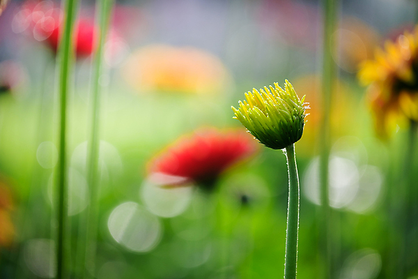 포토 JPG 해외이미지 식물 계절 꽃잎 꽃 줄기 분홍색 꽃다발 백그라운드 꽃무늬 오렌지 자연 국화 발렌타인데이 선물 사랑 사람없음 장식 빨간색 초록색 컬러풀 노란색 정원 봄 활발 성장 벚꽃 축하 신선 데이지 꽃가루 거베라 내추럴 엘리먼트 해외포토 감정 컬러 컨셉 무늬 과일 데이이벤트 가루 생태계 파일형식 이미지허브