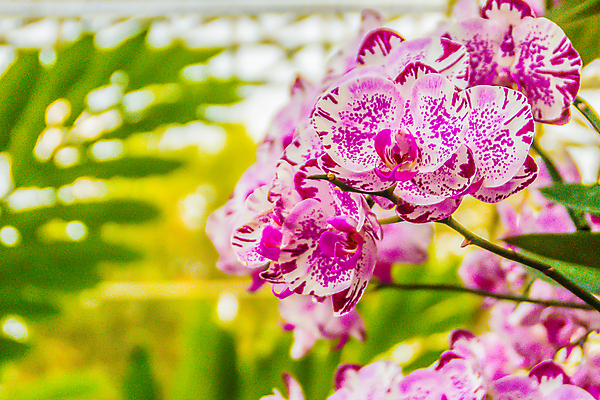 포토 JPG 해외이미지 식물 디자인 꽃잎 꽃 줄기 분홍색 꽃다발 백그라운드 잎 꽃무늬 패턴 자연 사람없음 장식 초록색 컬러풀 정원 보라색 봄 활발 벚꽃 흰색 나뭇가지 신선 점 개화 난초 우아함 제비꽃 묘사 싱글 호접란 나방 이국적 해외포토 나무 계절 컬러 곤충 컨셉 무늬 생태계 파일형식 이미지허브