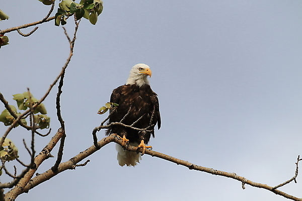 포토 JPG 해외이미지 주간 나무 야생동물 사람없음 야외 독수리 흰머리독수리 해외포토 자연요소 식물 동물 조류 파일형식 이미지허브
