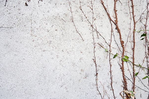 포토 JPG 해외이미지 식물 벽 백그라운드 패턴 건축양식 사람없음 야외 성장 흰색 질감 포도나무 아일랜드 더블린 내추럴 정물화 해외포토 건축 유럽 컬러 무늬 과일나무 그림 파일형식 이미지허브