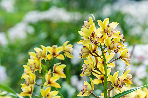 포토 JPG 해외이미지 꽃 분홍색 백그라운드 자연 사람없음 봄 닫기 해외포토 식물 계절 컬러 모션 생태계 파일형식 이미지허브