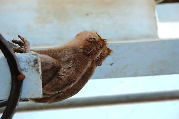 포토 JPG 해외이미지 나무 동물 응시 공원 아시아 얼굴 야생동물 음식 여행 포유류 가족 자연 털 동물원 앉기 동양인 사람없음 야외 초록색 갈색 회색 원숭이 표현 아기 숲 작음 먹기 꼬리 인도네시아 서식지 유인원 동물상 해외포토 식물 시선 공공시설 나라 컬러 관계 모션 사람 인종 신체부위 조형물 크기 생태계 파일형식 이미지허브