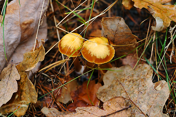 포토 JPG 해외이미지 나무 식물 계절 음식 잎 오렌지 자연 이끼 풍경 사람없음 야외 빨간색 초록색 여름 빛 컬러풀 갈색 노란색 환경 버섯 성장 가을 신선 그룹 숲 묘사 유기농 질감 나무껍질 자작나무 내추럴 곰팡이 캡모자 해외포토 모자_잡화 웰빙 컬러 과일 껍질 생태계 파일형식 이미지허브