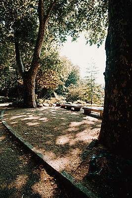 포토 JPG 해외이미지 주간 나무 벤치 자연 휴식 풍경 사람없음 야외 햇빛 평화 숲속 경관 해외포토 자연요소 식물 컨셉 의자 태양 숲 생태계 파일형식 이미지허브