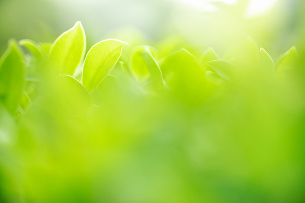 포토 JPG 해외이미지 나무 식물 계절 백그라운드 컨셉 잎 패턴 자연 벽지 추상 잔디 사람없음 초록색 빛 컬러풀 햇빛 태양 우주 환경 정원 맑음 봄 성장 신선 숲 질감 보케 부드러움 내추럴 블러 생태학 지구의날 카피스페이스 그리너리 효과 해외포토 자연요소 교육 기념일 컬러 무늬 날씨 공백 감각 생태계 파일형식 트랜드컬러 이미지허브