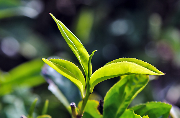 포토 JPG 해외이미지 나무 식물 산업 아시아 문화 백그라운드 잎 밭 농업 자연 산 씨앗 사람없음 초록색 농작물 농장 농경지 정원 일본 검은색 중국 수확 성장 시골 끝 선택 은색 농부 언덕 유기농 인도네시아 깨짐 스리랑카 브라질사람 해외포토 직업 웰빙 나라 컬러 컨셉 생태계 파일형식 이미지허브