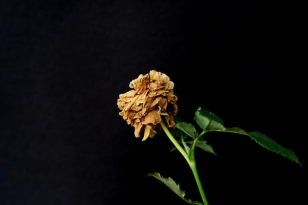 포토 JPG 해외이미지 식물 꽃잎 꽃 벽 줄기 백그라운드 잎 꽃무늬 자연 표면 건조 발렌타인데이 사랑 사람없음 장식 빨간색 초록색 빛 장미 갈색 검은색 어둠 공백 슬픔 수확 골동품 벚꽃 흰색 죽음 심볼 싱글 질감 복고 내추럴 고립 깨짐 옛날 해외포토 감정 컬러 컨셉 무늬 농업 데이이벤트 생태계 파일형식 이미지허브