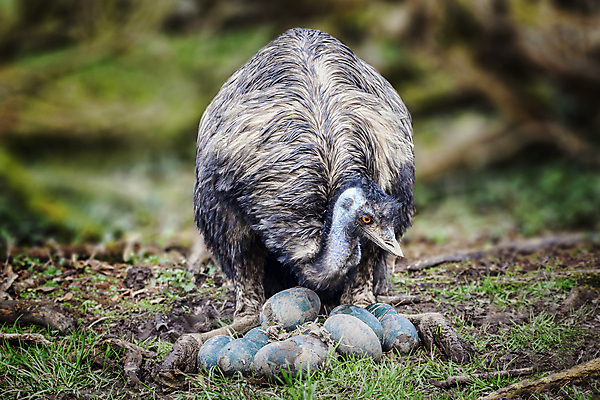포토 JPG 해외이미지 동물 응시 여자 야생동물 날개 포유류 자연 조류 엄마 새로움 앉기 사람없음 야외 가로 파란색 계란 가축 닫기 호주 큼 깃털 확인 부리 타조 노려봄 계산서 동물상 땅바닥 오지 해외포토 시선 컬러 컨셉 가족 모션 바닥 표정 사람 조형물 알 오세아니아 크기 생태계 파일형식 이미지허브