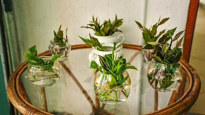 포토 JPG 해외이미지 식물 음식 잎 재료 자연 유리 탁자 건강 사람없음 목재 장식 초록색 물 빛 새싹 정원 꽃병 신선 사발 작음 발사 다발 허브 책상 유기농 날것 내추럴 해외포토 자연요소 나무 웰빙 꽃 컬러 가구 재질 사기그릇 크기 생태계 파일형식 이미지허브