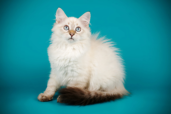 포토 JPG 해외이미지 한마리 사람없음 파란색 반려동물 고양이 네바마스커레이드 해외포토 동물 1 컬러 포유류 파일형식 이미지허브