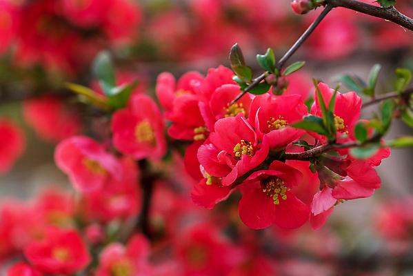 포토 JPG 해외이미지 나무 식물 계절 꽃잎 꽃 분홍색 백그라운드 잎 꽃무늬 자연 하늘 불꽃 부활절 풍경 사람없음 여름 빛 컬러풀 햇빛 정원 맑음 보라색 봄 벚꽃 나뭇가지 신선 개화 체리 소프트포커스 과수원 4월 5월 원예 보케 내추럴 효과 해외포토 기념일 컬러 무늬 농업 과일 불 날씨 촬영기법 취미 태양 날짜 생태계 파일형식 이미지허브