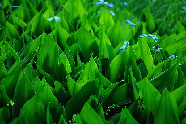 포토 JPG 해외이미지 식물 계절 꽃 백그라운드 컨셉 잎 밭 자연 새로움 사람없음 야외 초록색 여름 정원 계곡 봄 성장 종 흰색 닫기 백합 5월 다발 순수 묘사 내추럴 해외포토 컬러 농업 모션 날짜 생태계 파일형식 이미지허브