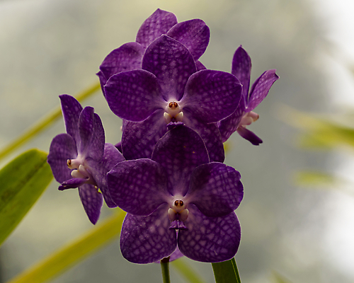 포토 JPG 해외이미지 식물 꽃잎 꽃 줄기 잎 꽃무늬 패턴 자연 씨앗 사람없음 빨간색 초록색 여름 컬러풀 노란색 정원 보라색 봄 벚꽃 난초 식물원 호접란 라일락 내추럴 꽃수술 스리랑카 온실 이국적 해외포토 계절 아시아 컬러 무늬 생태계 파일형식 이미지허브