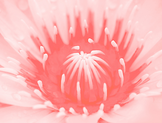 포토 JPG 해외이미지 식물 계절 꽃잎 꽃 백그라운드 꽃무늬 자연 벽지 사람없음 물 유행 정원 봄 벚꽃 흰색 신선 개화 산호 달콤 질감 꽃가루 부드러움 리빙 내추럴 파스텔톤 해외포토 자연요소 컬러 무늬 감각 자포동물 맛 가루 생태계 파일형식 이미지허브