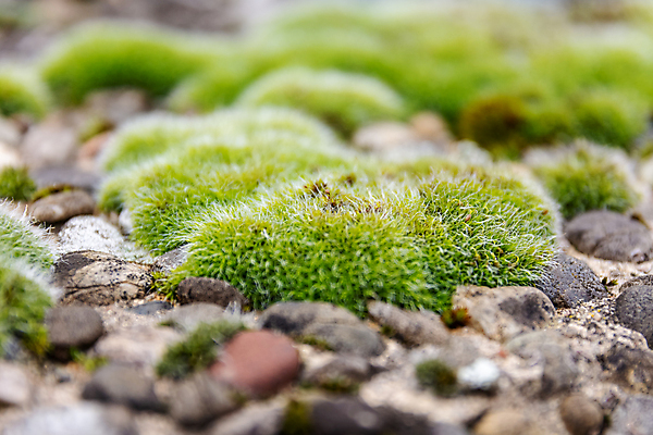 포토 JPG 해외이미지 식물 백그라운드 포장 자연 표면 이끼 사람없음 야외 초록색 정원 카펫 촉촉함 성장 개화 정상 수분 묘사 층 카피스페이스 해외포토 꽃 컬러 공백 젖음 생태계 파일형식 이미지허브