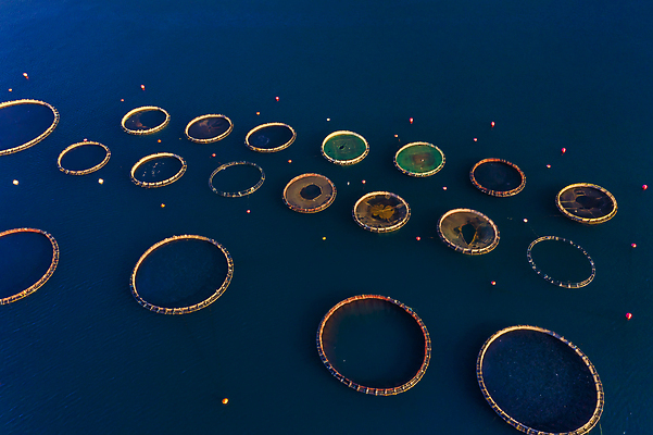 포토 JPG 해외이미지 식물 유럽 산업 음식 파도 바다 농업 비즈니스 자연 낚시 안테나 어류 사람없음 물 파란색 농장 환경 성장 신선 잡기 만 원형 그물 당구 해산물 그리스 상업 연어 새장 어장 망사 내추럴 개발 드론 밭일 수경재배 해외포토 자연요소 도형 나라 컬러 통신 모션 레저 구기 수중동물 직물 생태계 케이지 파일형식 이미지허브