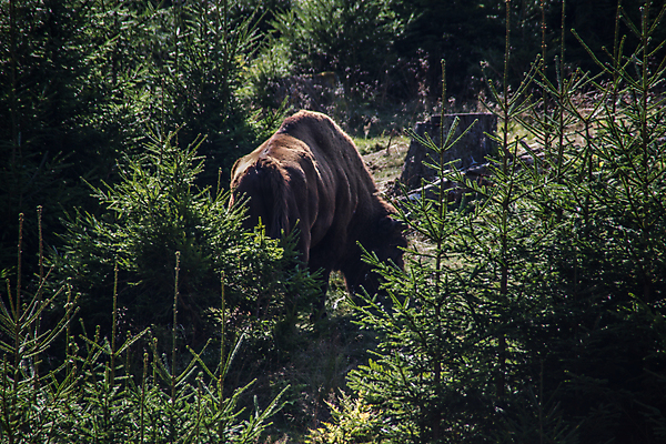 포토 JPG 해외이미지 자연 털 사람없음 황무지 소 숲 황소 해외포토 포유류 생태계 파일형식 이미지허브