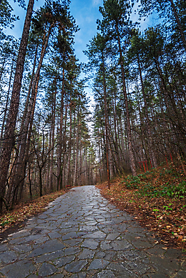 포토 JPG 해외이미지 나무 식물 계절 공원 도로 길 여행 백그라운드 잎 밭 오렌지 자연 날씨 휴식 풍경 사람없음 야외 목재 빨간색 초록색 빛 컬러풀 햇빛 노란색 걷기 환경 정원 맑음 일몰 가을 시골 황금 숲 9월 11월 10월 내추럴 해외포토 공공시설 컬러 컨셉 농업 과일 재료 교통시설 모션 태양 노을 날짜 생태계 파일형식 이미지허브