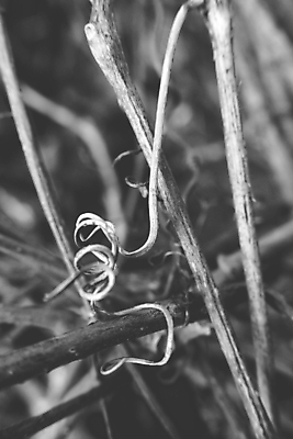 포토 JPG 해외이미지 모양 식물 계절 백그라운드 컨셉 겨울 패턴 자연 추상 사람없음 야외 울타리 금속 정원 검은색 성장 가을 철 심볼 내추럴 철강 해외포토 컬러 무늬 재질 담장 생태계 파일형식 이미지허브