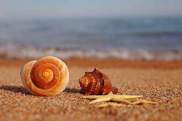 포토 JPG 해외이미지 주간 모래 불가사리 해변 사람없음 야외 소라 해외포토 자연요소 바다 어패류 극피동물 파일형식 이미지허브