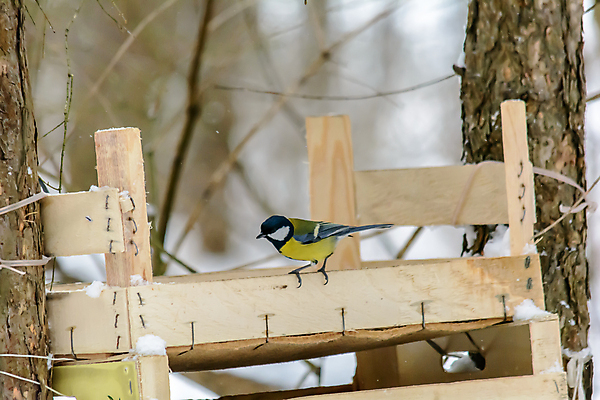 포토 JPG 해외이미지 동물 계절 공원 야생동물 음식 백그라운드 겨울 날개 자연 조류 날씨 씨앗 사람없음 야외 목재 상자 환경 정원 냉동 추위 숲 작음 먹이 깃털 생물학 꼬리 서리 부리 내추럴 동물상 수유 눈내림 해외포토 나무 식물 공공시설 교육 재료 눈_날씨 조형물 크기 생태계 파일형식 이미지허브