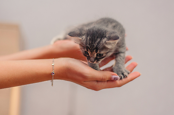 포토 JPG 해외이미지 동물 1 손 응시 어린이 백그라운드 포유류 손가락 앉기 사람없음 반려동물 머리 귀여움 고양이 회색 아기 신생아 닫기 달콤 보호 작음 부드러움 팔 얼룩무늬 솜털 고립 돌봄 해외포토 시선 컬러 컨셉 무늬 모션 사람 신체부위 감각 맛 크기 파일형식 이미지허브