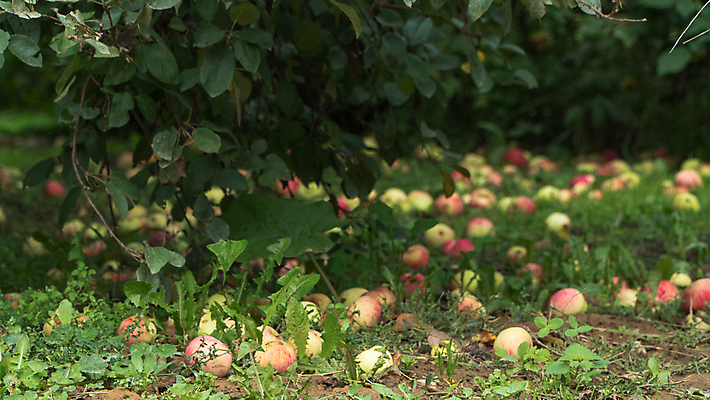 포토 JPG 해외이미지 나무 식물 계절 공원 음식 백그라운드 잎 농업 과일 자연 건강 사람없음 야외 빨간색 초록색 여름 농작물 햇빛 농장 정원 맑음 수확 성장 가을 신선 사과 과수원 유기농 원예 내추럴 거짓말 땅바닥 밭일 숙성 해외포토 웰빙 공공시설 산업 컬러 날씨 바닥 취미 태양 생태계 파일형식 이미지허브