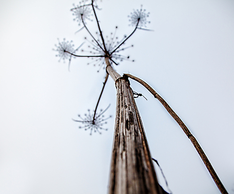 포토 JPG 해외이미지 식물 계절 꽃 줄기 백그라운드 꽃무늬 밭 우산 자연 하늘 추상 건조 사람없음 야외 빛 햇빛 갈색 노란색 일몰 회색 가을 나뭇가지 시골 개화 큼 허브 오브젝트 내추럴 옛날 해외포토 나무 컬러 무늬 농업 태양 노을 크기 생태계 파일형식 이미지허브