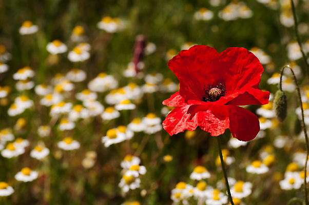 포토 JPG 해외이미지 식물 계절 공원 꽃잎 꽃 백그라운드 잎 밭 농업 자연 풍경 사람없음 야외 빨간색 초록색 여름 파란색 컬러풀 태양 농장 환경 정원 맑음 보라색 봄 벚꽃 시골 신선 땅 양귀비 평야 해외포토 자연요소 공공시설 산업 컬러 날씨 생태계 파일형식 이미지허브