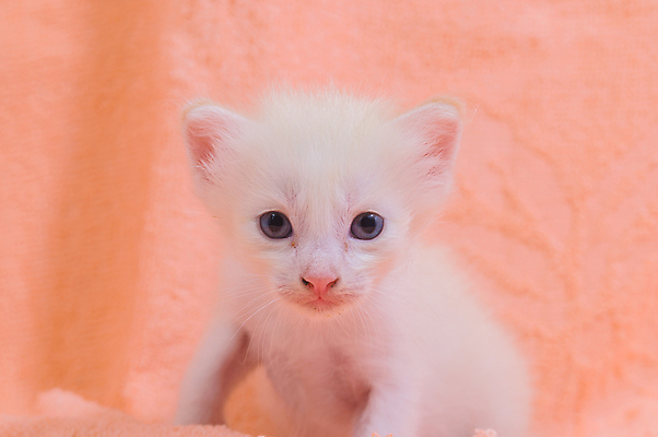 포토 JPG 해외이미지 동물 옷 백그라운드 겨울 휴식 주택 따뜻함 사랑 사람없음 반려동물 쌓기 목도리 고양이 추위 가을 흰색 니트 부드러움 안락 해외포토 잡화 계절 감정 컬러 컨셉 상의 포유류 모션 건물 감각 파일형식 이미지허브