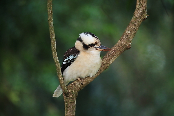 포토 JPG 해외이미지 주간 야생동물 자연 조류 사람없음 야외 아웃포커스 물새 물총새 해외포토 자연요소 동물 촬영기법 생태계 파일형식 이미지허브