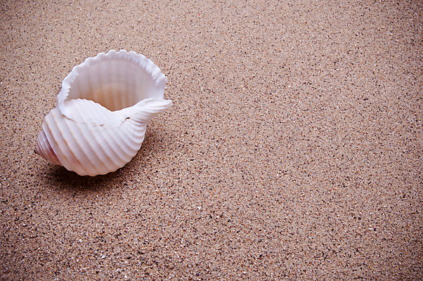 포토 JPG 해외이미지 모래 바다 백그라운드 자연 날씨 추상 조개 사람없음 모래사장 노란색 사막 껍질 흰색 닫기 낟알 모래언덕 내추럴 카피스페이스 해외포토 컬러 무늬 모션 어패류 공백 언덕 생태계 파일형식 이미지허브