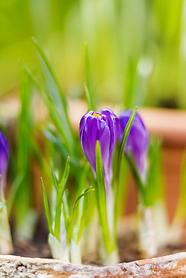 포토 JPG 해외이미지 식물 꽃잎 꽃 백그라운드 잎 자연 사람없음 햇빛 태양 새싹 맑음 힘 봄 성장 닫기 제비꽃 심볼 러시아 땅바닥 모스크바 생태학 해외포토 자연요소 계절 교육 유럽 모션 날씨 바닥 생태계 파일형식 이미지허브