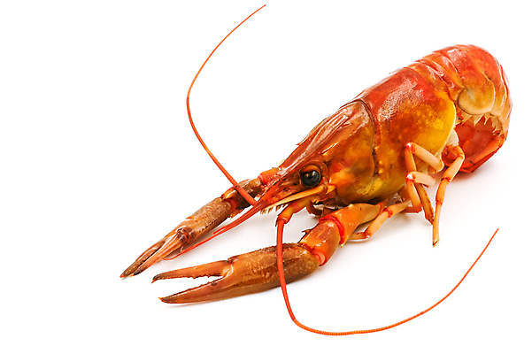 포토 JPG 해외이미지 동물 1 음식 백그라운드 오렌지 자연 조개 새우 안테나 갑각류 어류 요리 사람없음 물 강 주방 식당 껍질 흰색 큼 가재 바닷가재 해산물 싱글 펜치 끓이기 집게발 해외포토 자연요소 컬러 과일 통신 모션 어패류 상점 수중동물 공구 크기 생태계 파일형식 이미지허브