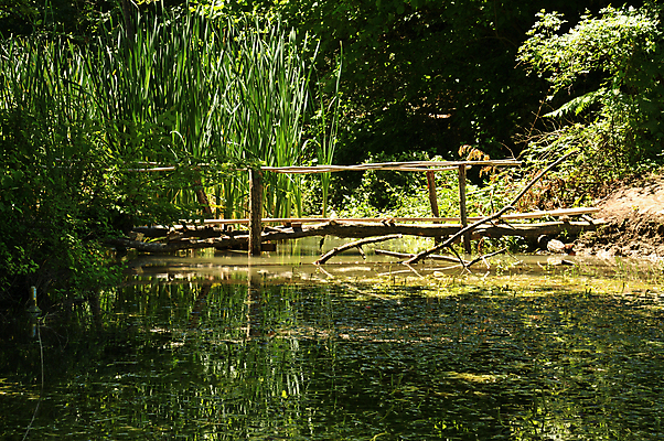 포토 JPG 해외이미지 나무 여행 잎 지팡이 동화 산 사람없음 물 강 여행객 나뭇가지 연못 뜨거움 해조류 숲 진흙 해외포토 자연요소 식물 사람 해양식물 파일형식 이미지허브