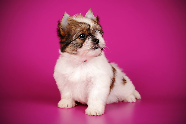 포토 JPG 해외이미지 동물 1 행복 새끼 백그라운드 새로움 털 미소 사람없음 빨간색 반려동물 귀여움 검은색 거울 흰색 개 달콤 강아지 작음 요크셔테리어 테리어 활 솜털 송곳니 기르기 비버 삼색 해외포토 감정 컬러 컨셉 포유류 표정 맛 치아 크기 돌봄 파일형식 이미지허브