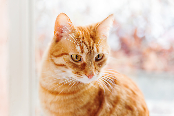 포토 JPG 해외이미지 한마리 응시 실내 사람없음 반려동물 고양이 반려묘 해외포토 동물 1 시선 포유류 내부 파일형식 이미지허브