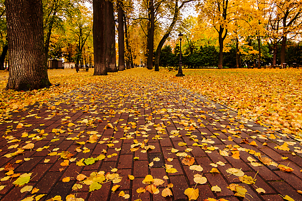 포토 JPG 해외이미지 주간 공원 단풍 낙엽 단풍나무 풍경 사람없음 야외 주황색 가을 해외포토 자연요소 나무 계절 공공시설 컬러 잎 파일형식 이미지허브