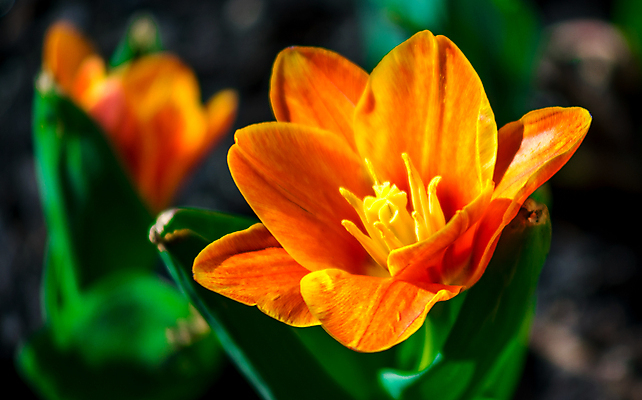 포토 JPG 해외이미지 식물 꽃잎 꽃 줄기 꽃다발 백그라운드 잎 꽃무늬 오렌지 자연 발렌타인데이 선물 사람없음 빨간색 초록색 컬러풀 정원 봄 튤립 벚꽃 흰색 신선 고립 해외포토 계절 컬러 무늬 과일 데이이벤트 생태계 파일형식 이미지허브