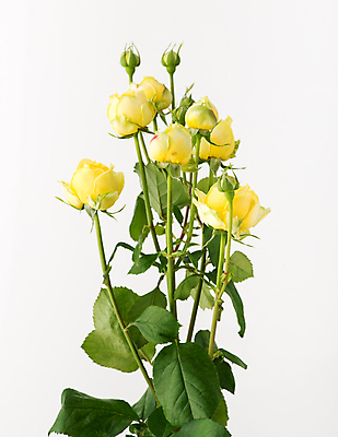 포토 JPG 해외이미지 꽃잎 꽃다발 잎 사람없음 장미 흰배경 해외포토 식물 꽃 백그라운드 흰색 파일형식 이미지허브 이미지허브