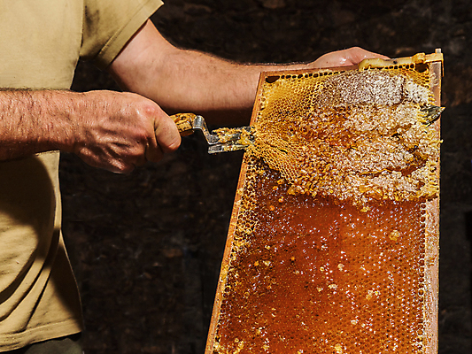 포토 JPG 해외이미지 직업 손 계절 음식 포즈 곤충 패턴 농업 자연 노동자 건강 사람없음 약 농장 환경 시골 머리빗 업무 작업 황금 칼 달콤 꿀벌 유기농 꽃가루 꿀 벌집 내추럴 밀랍 방법 밭일 양봉 양봉장 왁스 해외포토 동물 웰빙 산업 무늬 의학 신체부위 미용용품 맛 벌_곤충 가루 생태계 파일형식 이미지허브