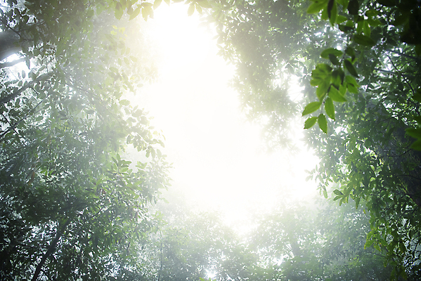 포토 JPG 해외이미지 나무 식물 계절 공원 여행 백그라운드 자연 아침 풍경 사람없음 야외 목재 초록색 여름 환경 어둠 안개 나뭇가지 소나무 황무지 숲 열대우림 상쾌 상록수 내추럴 가문비나무 해외포토 주간 공공시설 감정 컬러 재료 날씨 생태계 파일형식 이미지허브