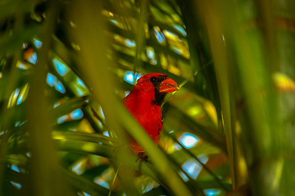 포토 JPG 해외이미지 남자 야생동물 자연 조류 생물 앉기 사람없음 야외 빨간색 컬러풀 깃털 생물학 부리 계산서 동물상 해외포토 동물 교육 컬러 모션 사람 조형물 생태계 파일형식 이미지허브