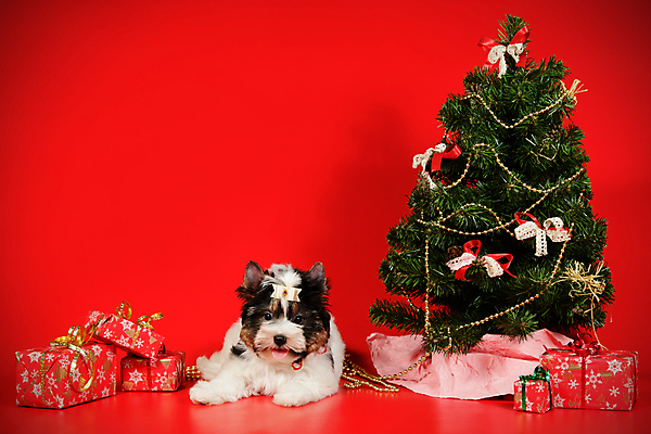 포토 JPG 해외이미지 나무 동물 1 행복 새끼 백그라운드 크리스마스 공 휴가 새로움 털 사람없음 장식 빨간색 반려동물 산타클로스 귀여움 검은색 거울 흰색 개 달콤 강아지 작음 샴페인 요크셔테리어 테리어 연도 사진사 활 솜털 송곳니 기르기 비버 삼색 해외포토 식물 기념일 감정 컬러 컨셉 포유류 주류 맛 치아 크기 작가 돌봄 파일형식 이미지허브