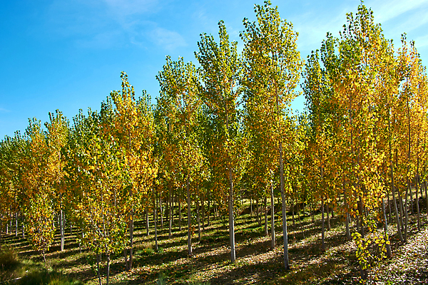 포토 JPG 해외이미지 나무 식물 계절 공원 백그라운드 잎 자연 하늘 풍경 사람없음 목재 가로 파란색 빛 노란색 맑음 성장 가을 스페인 황금 상품 정상 숲 사자 큼 생태계 내추럴 생태학 해외포토 공공시설 교육 유럽 컬러 재료 포유류 날씨 크기 파일형식 이미지허브